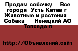 Продам собачку  - Все города, Усть-Катав г. Животные и растения » Собаки   . Ненецкий АО,Топседа п.